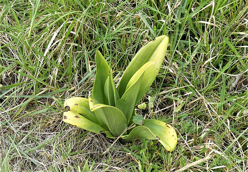 File:Orchis bouc feuilles Périgueux (5).jpg