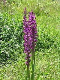 Orchis dinsmorei.JPG