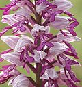 Miniatura para Orchis militaris