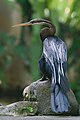 * Nomination Oriental darter at Bali Bird Park by User:Satdeep Gill--Ezarate 23:31, 15 November 2022 (UTC) * Promotion  Support Good quality. --Sammandi 06:29, 16 November 2022 (UTC)