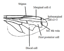 wing Orthonevra wing diagram.png