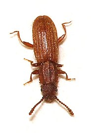 184px-Oryzaephilus.surinamensis