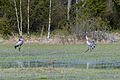 Grues cendrées.