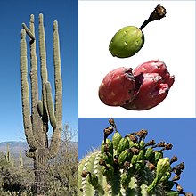 Saguaro (Carnegiea gigantea) fruit bearing hygroscopic, humidity absorbing seed Owoce Saguaro.jpg