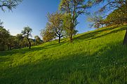 Čeština: Přírodní památka Nad Koupalištěm, okres Žďár nad Sázavou