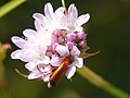 Cerambycidae, Hamburg, Germany