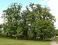 P1080127 Edelkastanien in Blankenburg.jpg