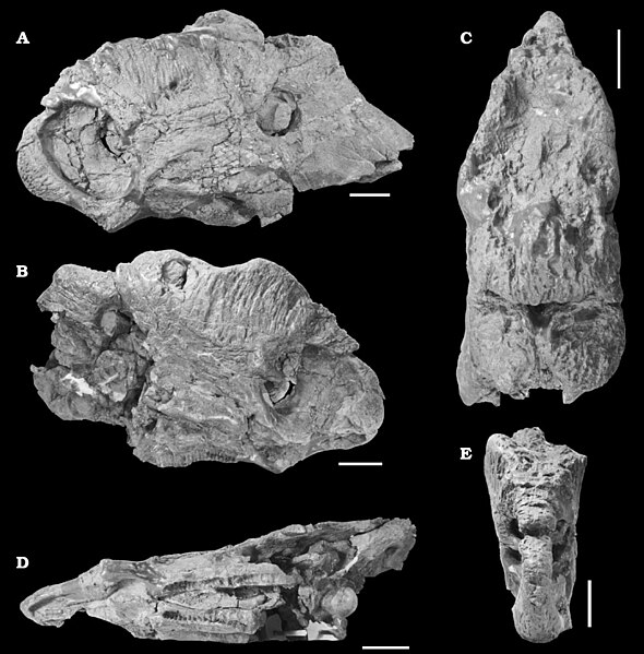 File:Pachyrhinosaurus perotorum.jpg