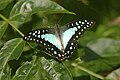 Great jay (Graphium eurypylus)