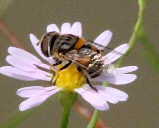 <i>Palpada texana</i> Species of fly