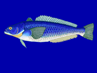 <i>Paranotothenia</i> Genus of fishes