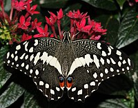 Papilio demodocus.