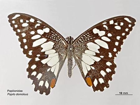 Tập_tin:Papilio_demoleus_dorsal.jpg