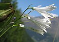 * Nomination St Bruno's lily (Paradisea liliastrum) --Robert Flogaus-Faust 08:12, 13 December 2023 (UTC) * Promotion  Support Good quality. --Plozessor 08:19, 13 December 2023 (UTC)