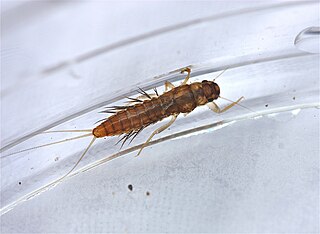 <i>Paraleptophlebia</i> Genus of mayflies