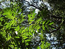 Pararchidendron pruinosum ostavlja Barrenjoey.JPG