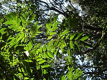 Pararchidendron pruinosum listy Barrenjoey.JPG