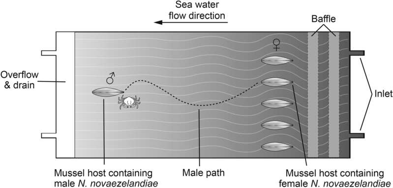 File:Parasite140113-fig3 Pea crab Nepinnotheres novaezelandiae in mussel.png