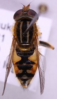 <i>Parhelophilus consimilis</i> Species of fly