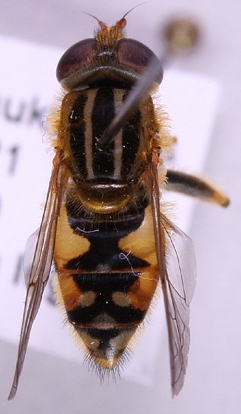 File:Parhelophilus consimilis.jpg