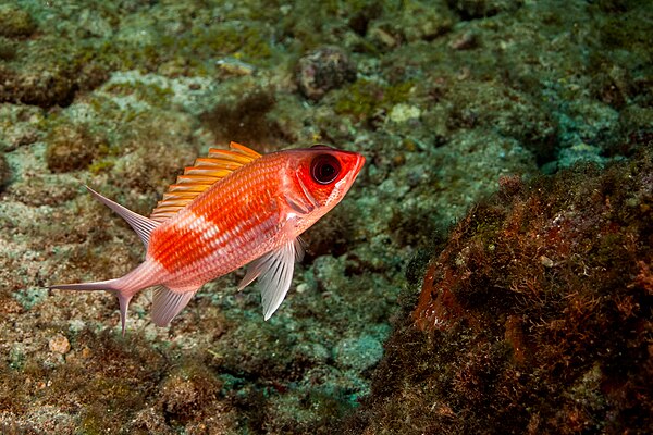Un poisson-soldat de l'espèce Holocentrus adscensionis. (définition réelle 3 797 × 2 531)