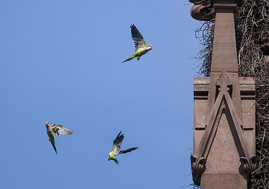 Monk parakeets by their nest in the Green-Wood Cemetery gate