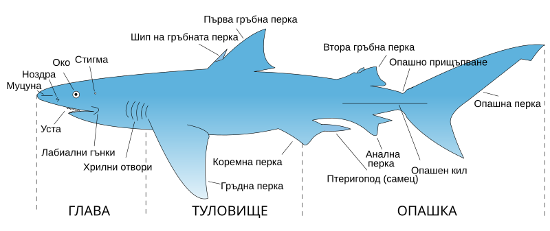 File:Parts of a shark bg.svg