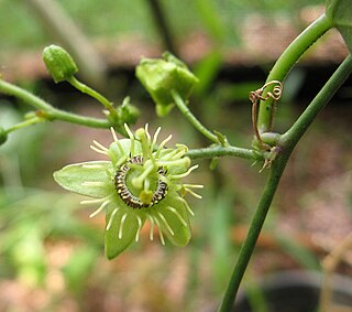 <i>Passiflora suberosa</i> Species of plant