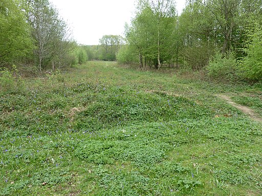 Path from Abbot's Wood to Wilmington Wood - geograph.org.uk - 2939270