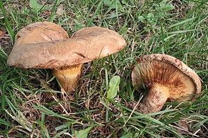 Kahler Krempling (Paxillus involutus)