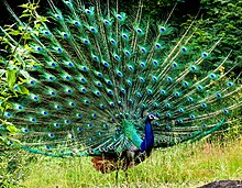 Peacock in display by N A Nazeer.jpg