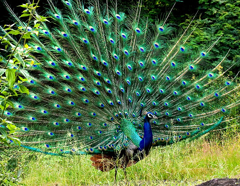 File:Peacock in display by N A Nazeer.jpg