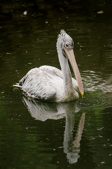 Spot-billed pelican