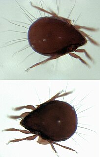 Oripodoidea Superfamily of mites