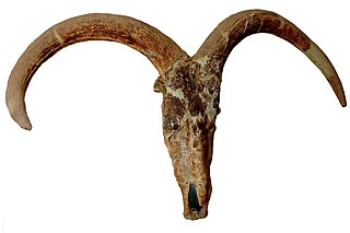 <i>Pelorovis</i> Extinct genus of cattle