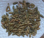 Pumpkin seeds after shelling, roasting, and salting Pepitas.JPG