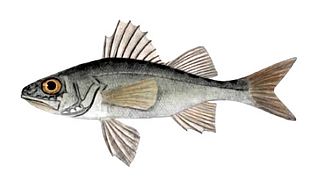 <span class="mw-page-title-main">Common percarina</span> Species of fish