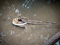 Mudskipper, Sam Roi Yot, Thailand - Schlammspringer (Periophthalmus) im Sam Roi Yot Nationalpark, Thailand