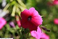 Petunia integrifolia 1zz.jpg