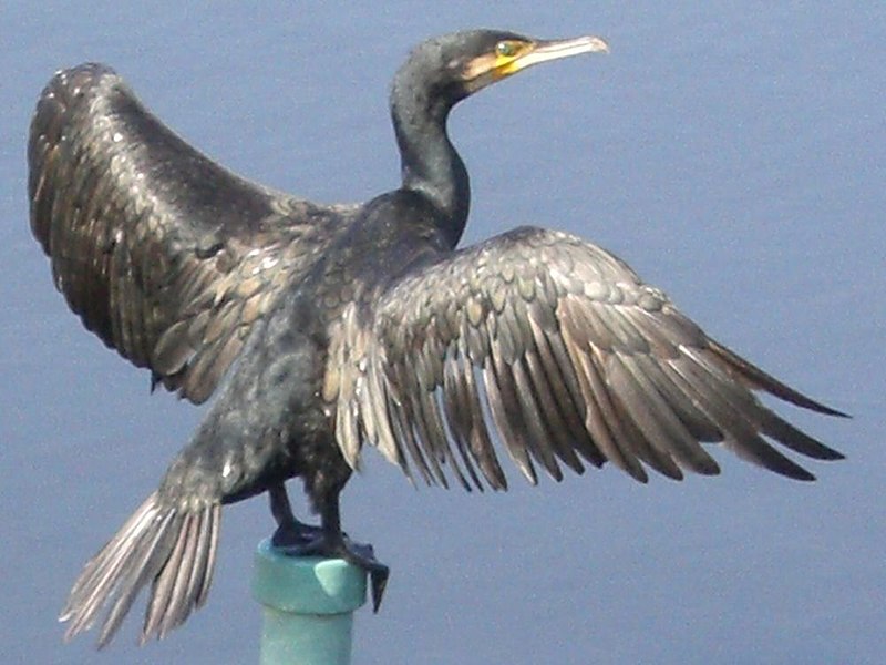 File:Phalacrocorax carbo ja01.jpg