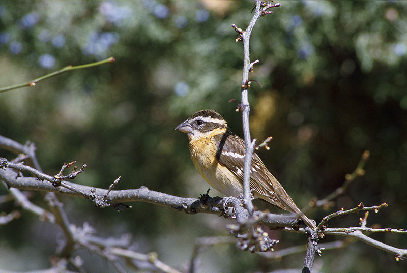 File:Pheucticus melanocephalus1.jpg