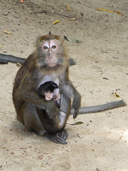 File:Philippine long-tailed macaque.jpg