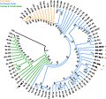 Phylogenetic tree of Asian people.jpg