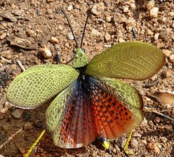 Phymateus viridipes, c, Zoutpan.jpg