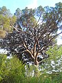 Català: Pi Pinyoner de Can Candeler. Masia Can Candeler (Sant Just Desvern). ca:Pinus pinea. This is a a photo of a protected or outstanding tree in Catalonia, Spain, with id: MA-082212/AIL-01-2013 Object location 41° 23′ 26.08″ N, 2° 04′ 48.09″ E  View all coordinates using: OpenStreetMap