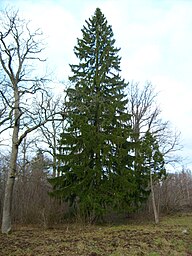 State Tree of Belarus