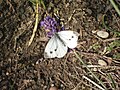 Unknown Butterfly on lavenda