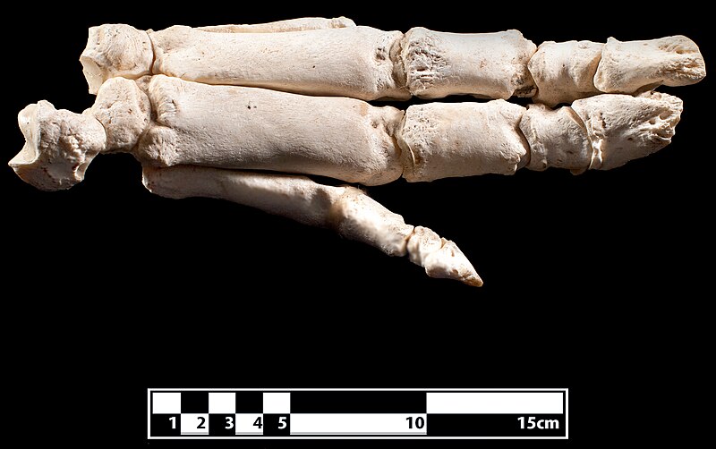 File:Pig hand skeleton (cropped).jpg