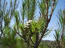 Pinus halepensis cone7 agost06.jpg
