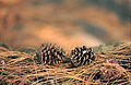 Cones; Guatemala